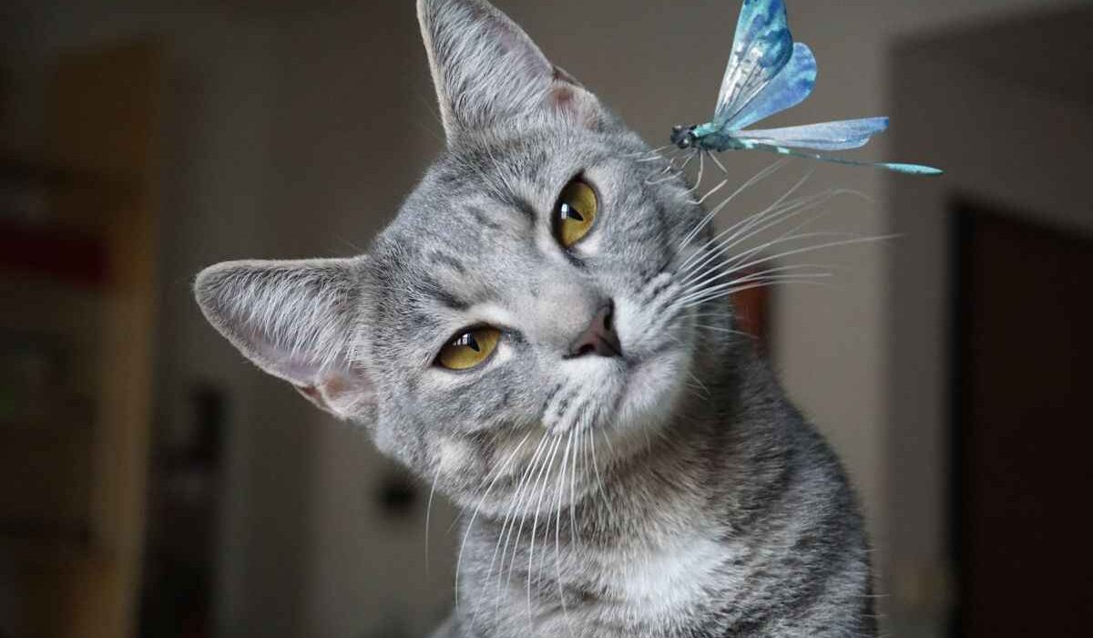 Are Dragonflies Poisonous To Cats