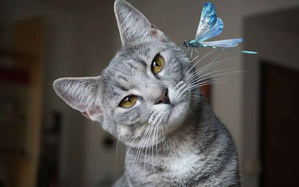 Are Dragonflies Poisonous To Cats