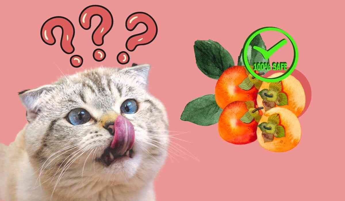 Persimmons Safe for Cats