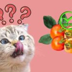 Are Orbeez Toxic To Cats?