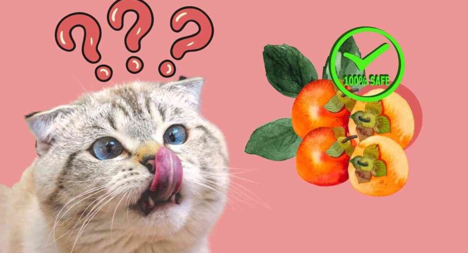 Persimmons Safe for Cats