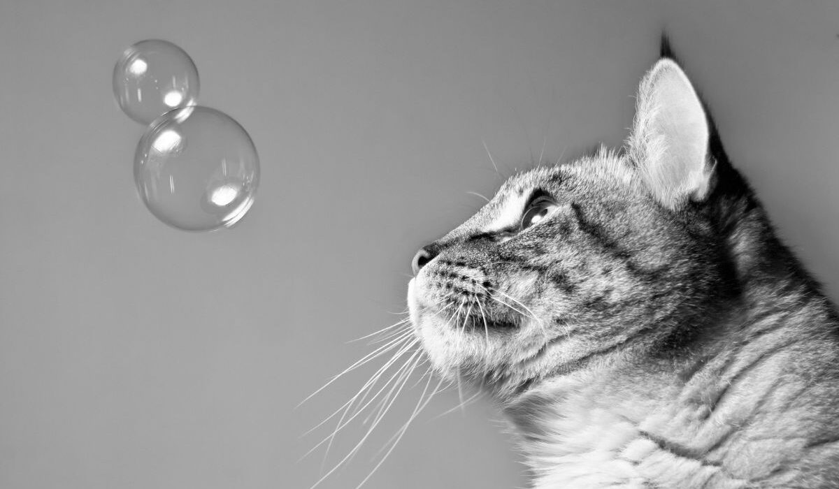 Are bubbles safe for cat