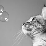 Are Bubbles Safe for Cats?