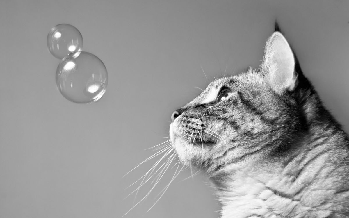 Are bubbles safe for cat
