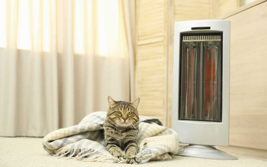 Cat sitting in front of heater
