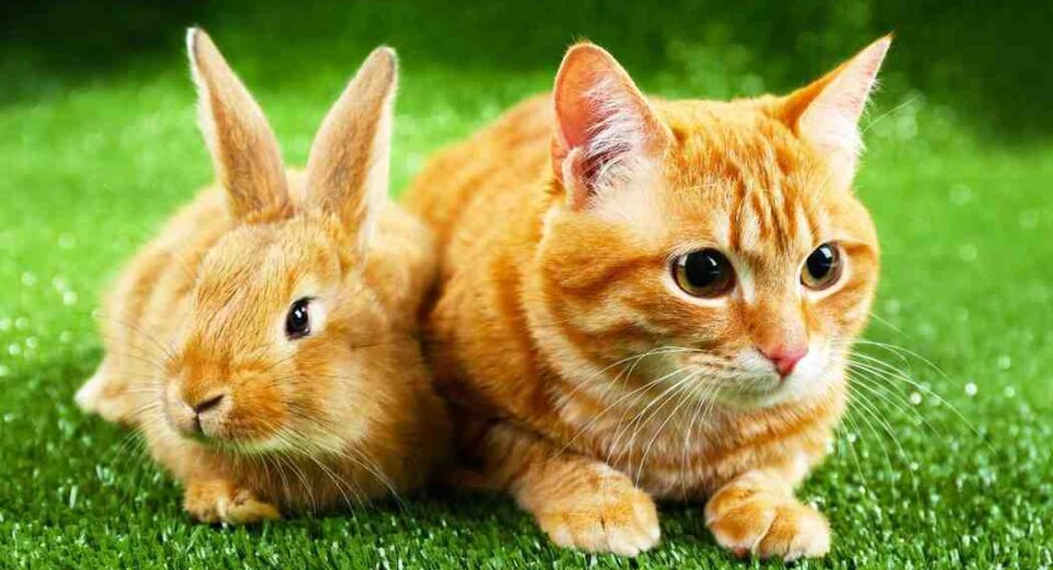 cats and rabbits related