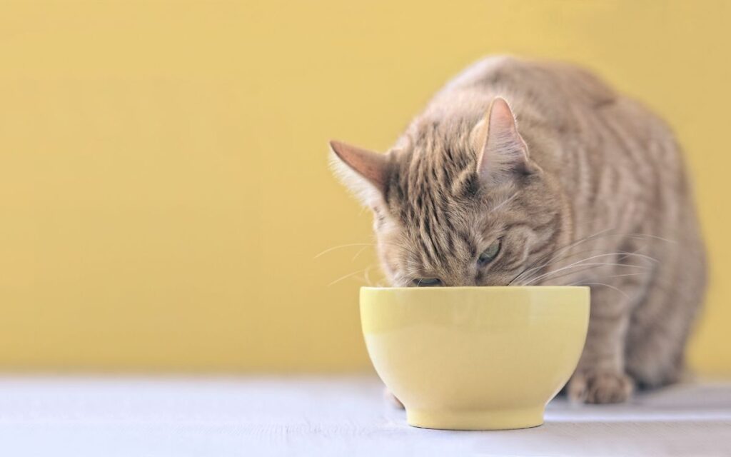 cat eating food