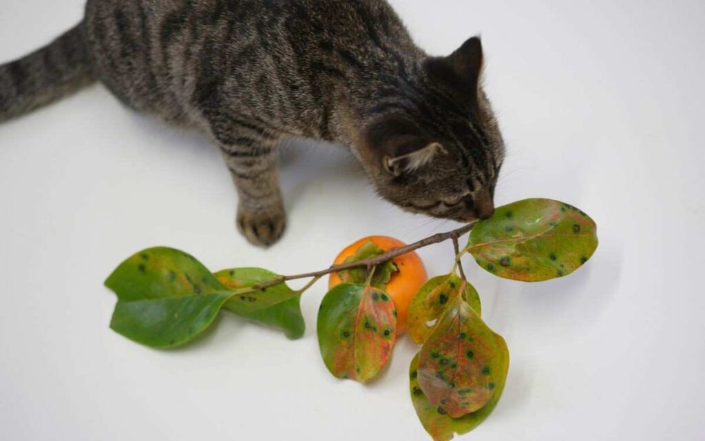 cat eating persimmons