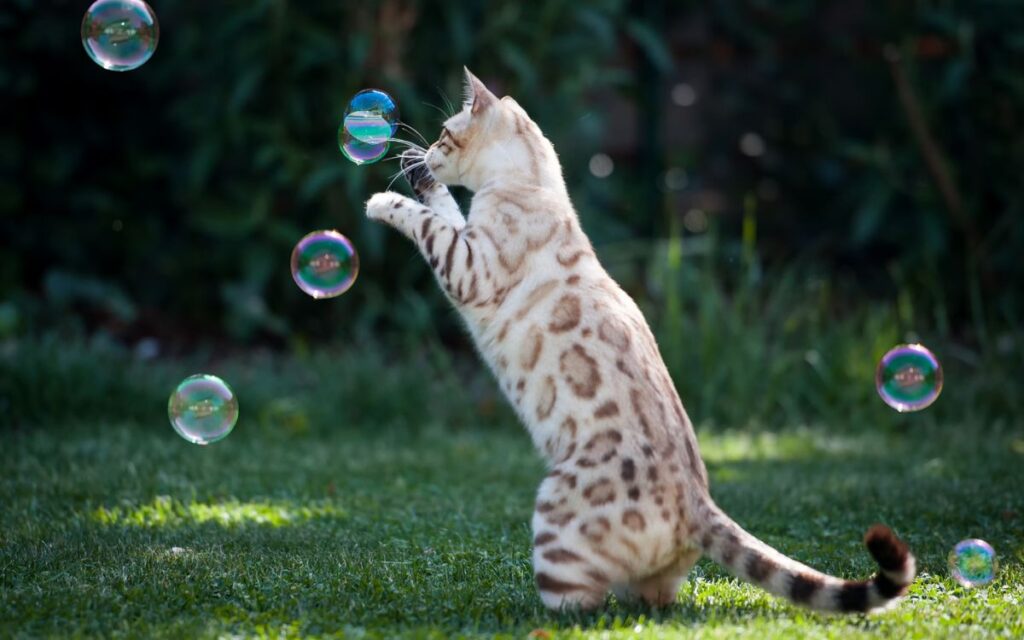 cat playing with bubbles