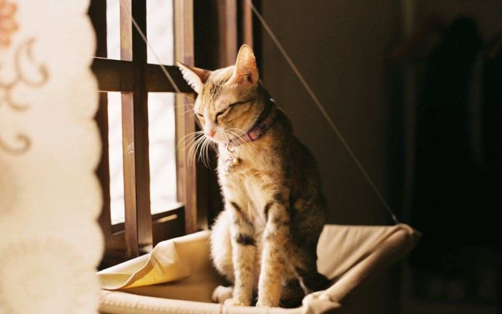 cat setting at window