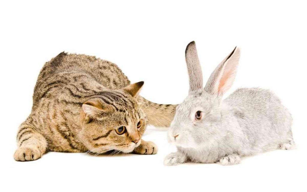 cats and rabbits difference