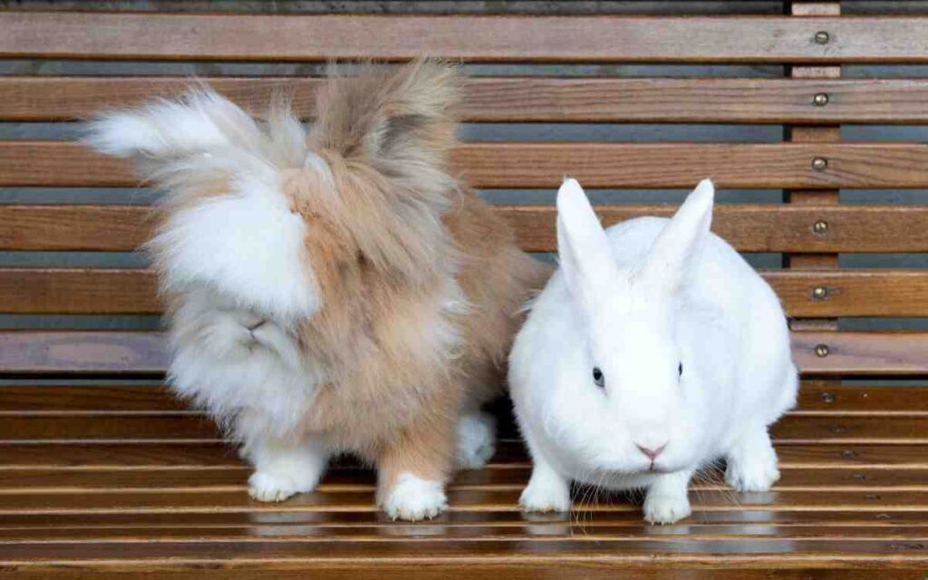 rabbit and cat