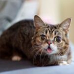 Cat photography 10 tips and tricks