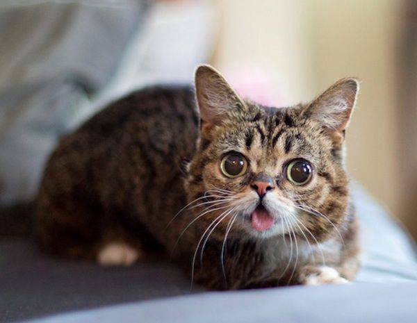 Lil Bub - Cat funny faces