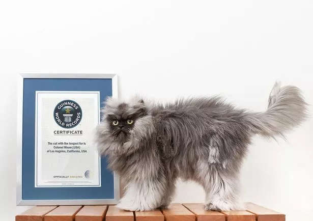  Colonel Meow - The Regal Internet Royalty 