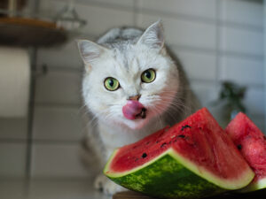 Can Cats Eat Watermelons?