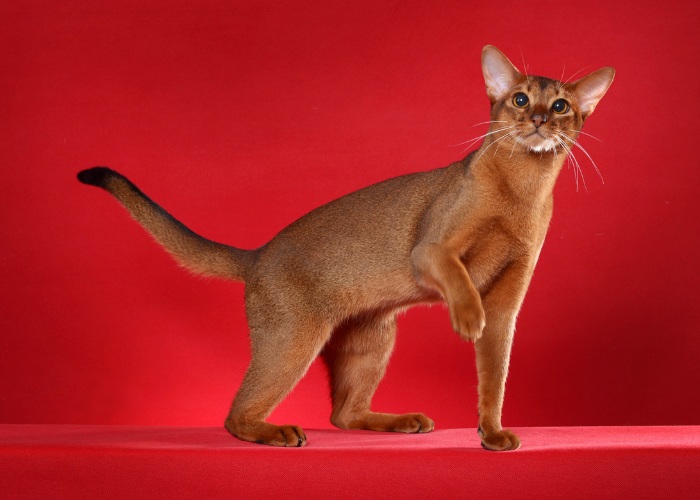  Nala Cat - The Adorable Abyssinian 