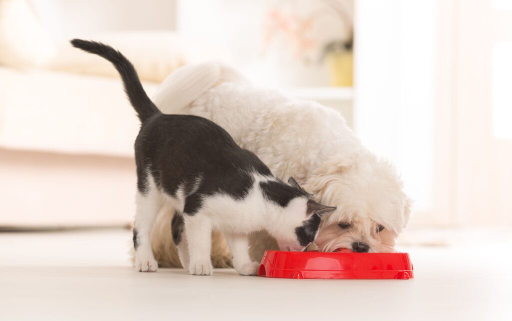 Dog and cat eating same food