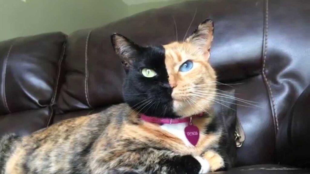 9. Venus - The Two-Faced Cat 