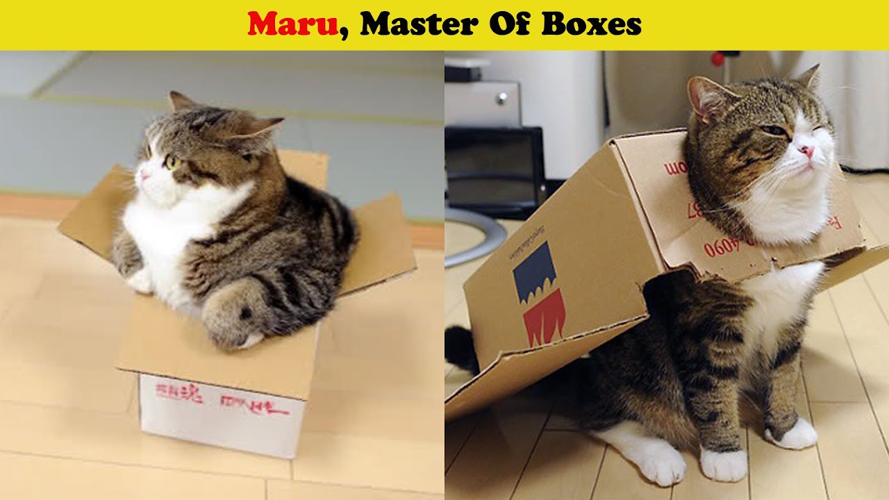 Maru - The Master of Boxes 