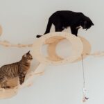 Laser Insight:Importance of Laser Play for Your Feline Companion
