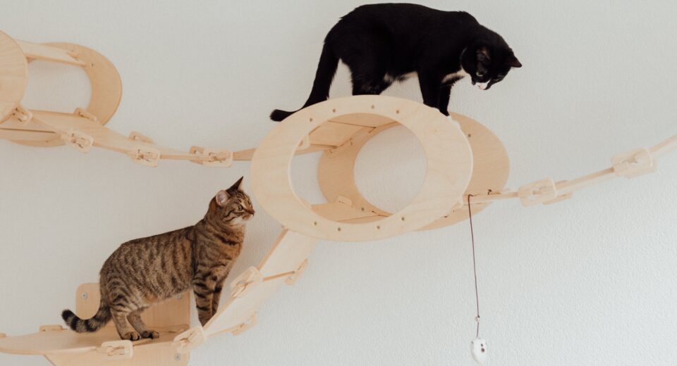 Best Cat Toys for Endless Fun