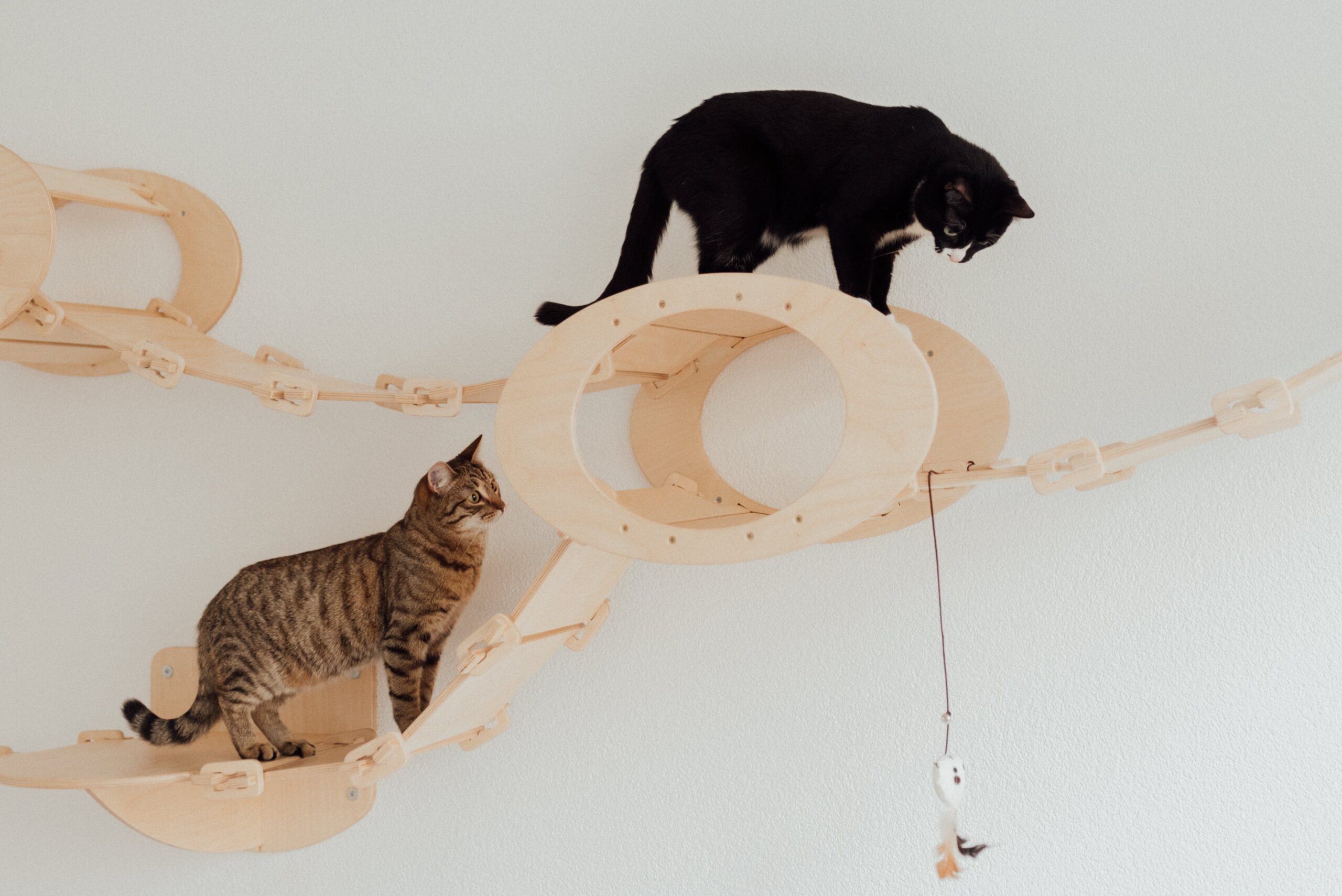 Best Cat Toys for Endless Fun