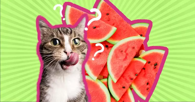 Discover Cats Eat Watermelon, the dos and don'ts, and the benefits of this occasional treat. Get answers to common cat watermelon....