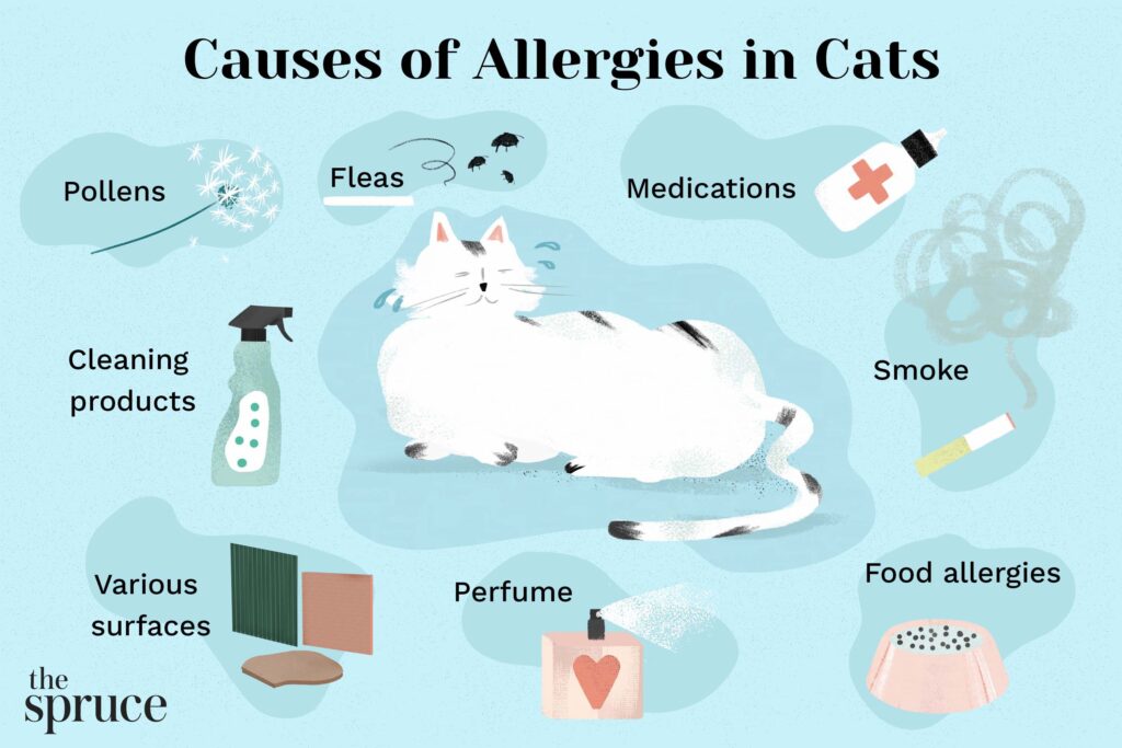 Understanding Cat Allergies 