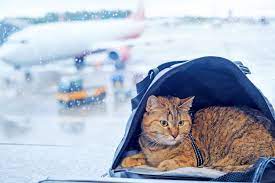 Can you take a kitten on a plane?