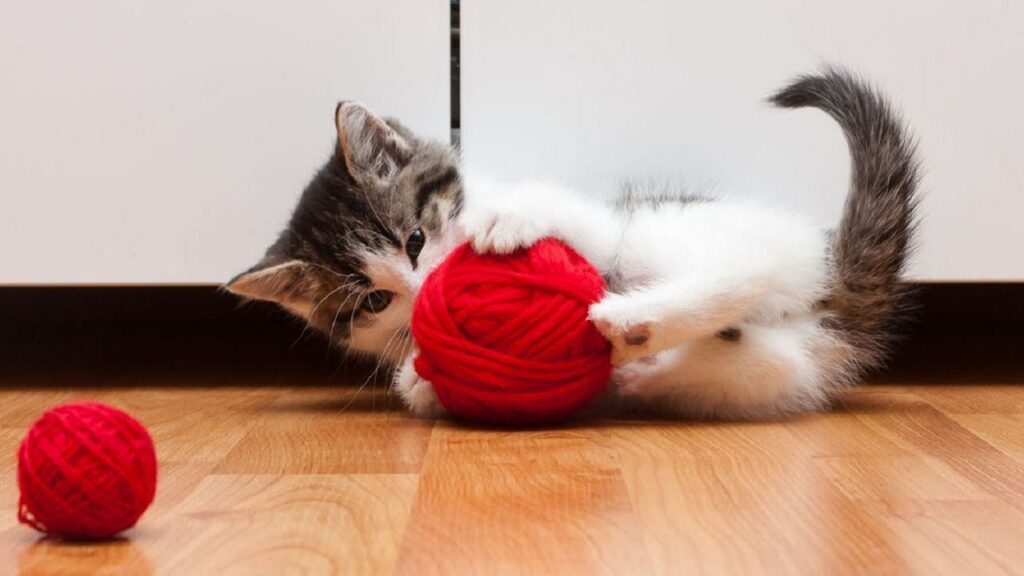 Yarn Ball for Cat 