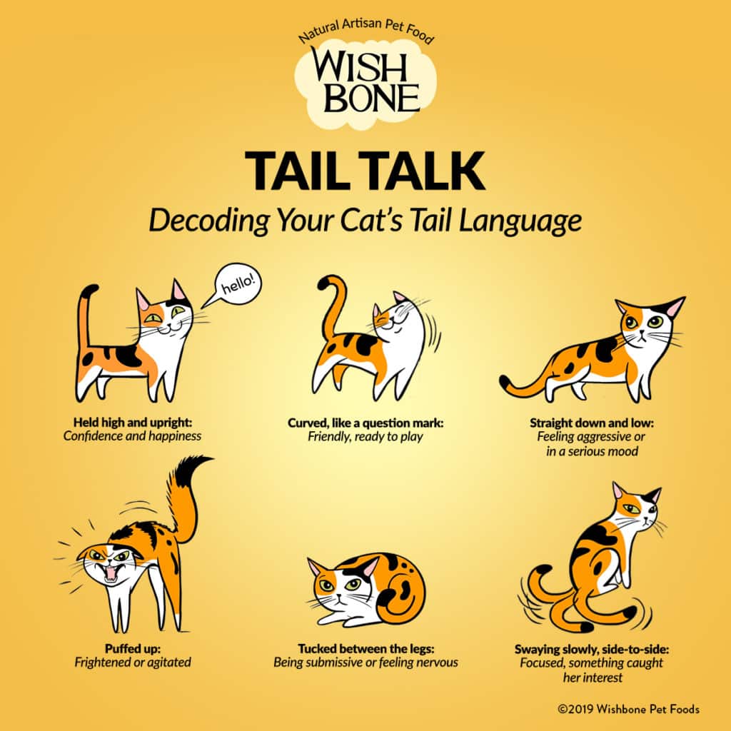 Cat Tail Talk