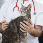 Cat Medication… A Practical Guide
