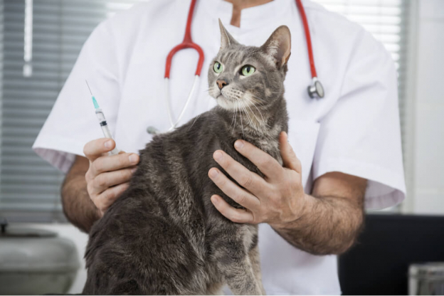 Veterinary Check-ups of Cat