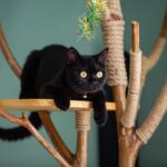 Top 7 Preventive Care for Cats Tips
