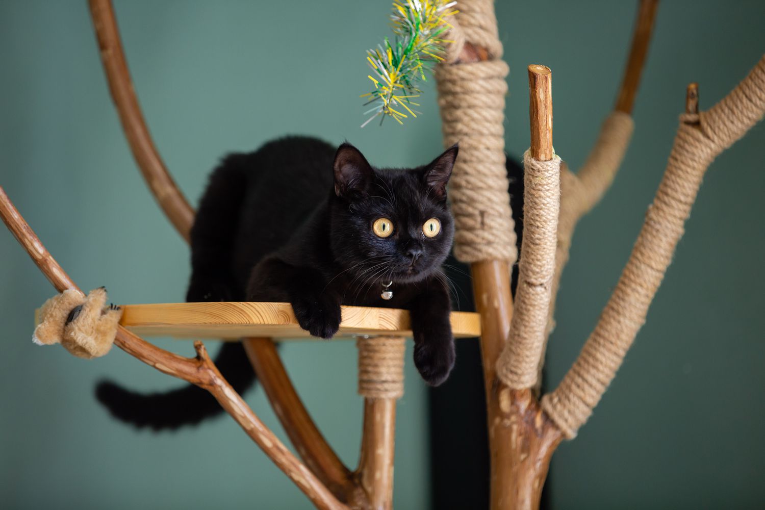 10 Tips for Cat's Comfort with the Cat Tree King