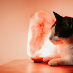 Training Your Cat: Unlocking the Purr-fect Potential