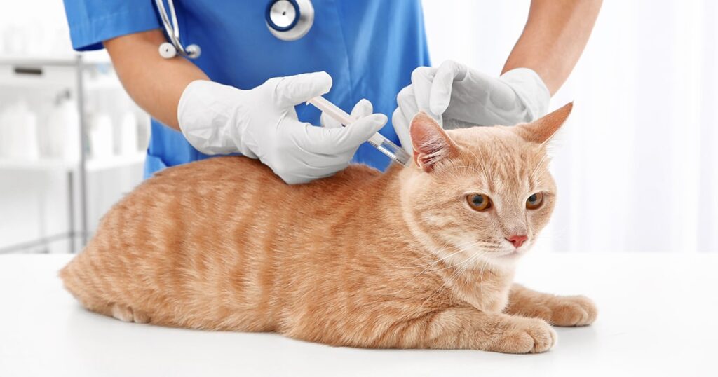 Essential Vaccinations and Preventive Care for Cats 