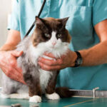 Regular Vet Check-ups for Cats Ensuring Feline