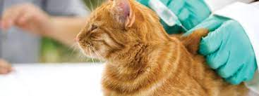 Core Vaccines of cat 