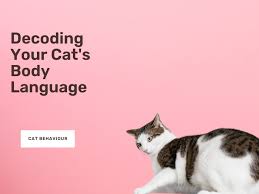 Decoding the Language of Cats 