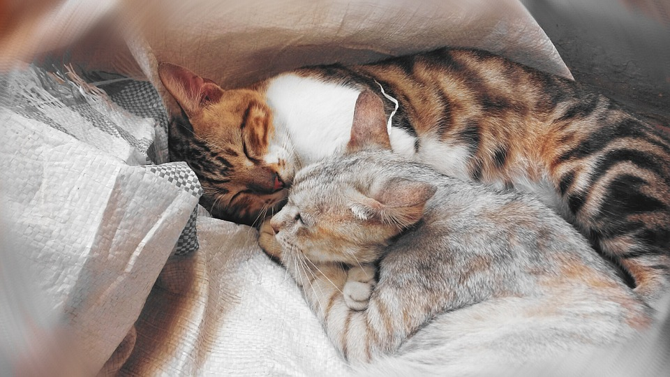 Cat Cuddles and Comfort 