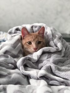 "Soft and stylish cat blankets to keep your feline friend warm and cozy during winter nights. Explore various materials and designs for ultimate comfort.