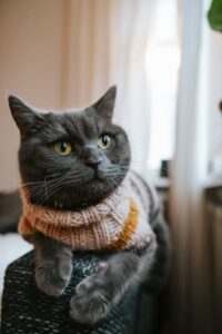 Cute cat wearing cozy sweaters, showcasing adorable feline fashion for warmth and style during the colder seasons.
