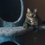 Decoding Cat Myths: A Journey into Feline Realities