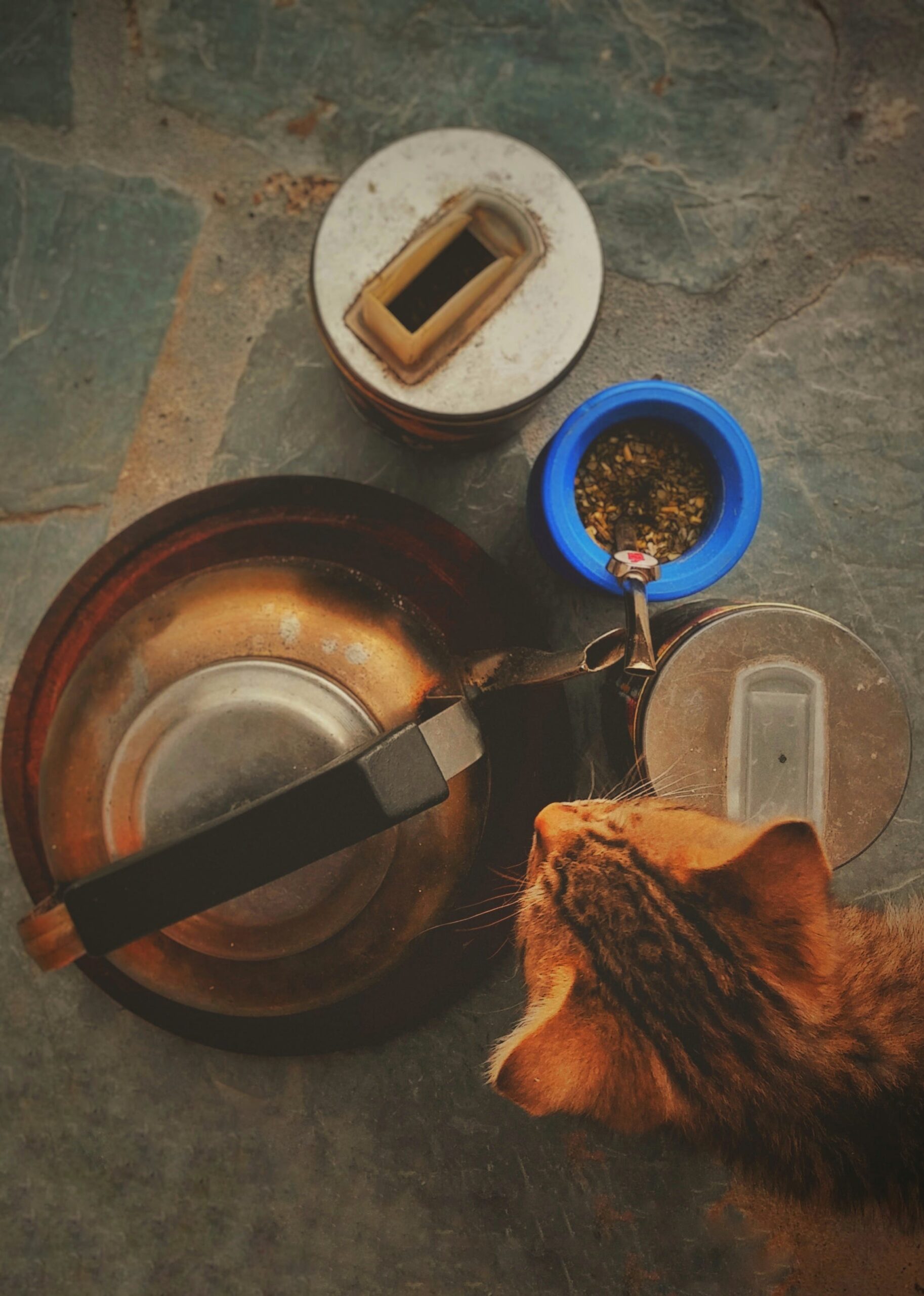 A cat eagerly savoring homemade treats crafted from the delightful guide on feline culinary adventures.