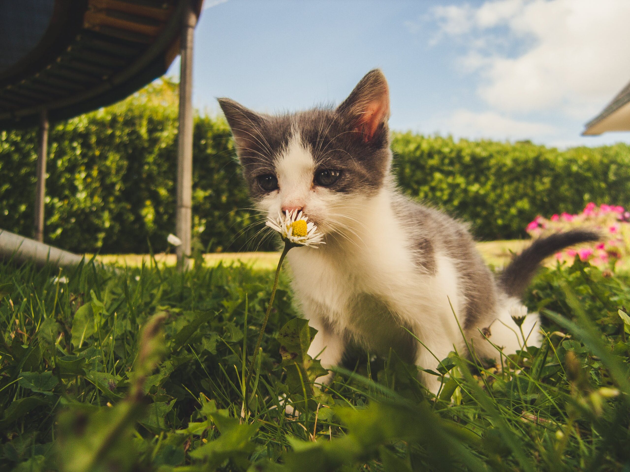 Curious cat exploring a plant, using its keen sense of smell to investigate the botanical wonders in its environment.