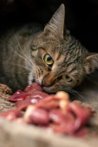 Cat indulging in a raw food diet, embracing its natural instincts for a wholesome and nutritious meal.