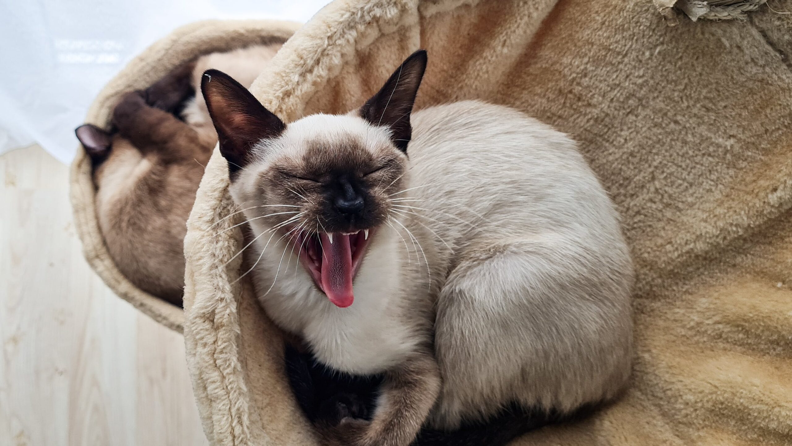 An image of a cat showing signs of aggression, with raised fur, arched back, and hissing, displaying typical aggressive behavior.